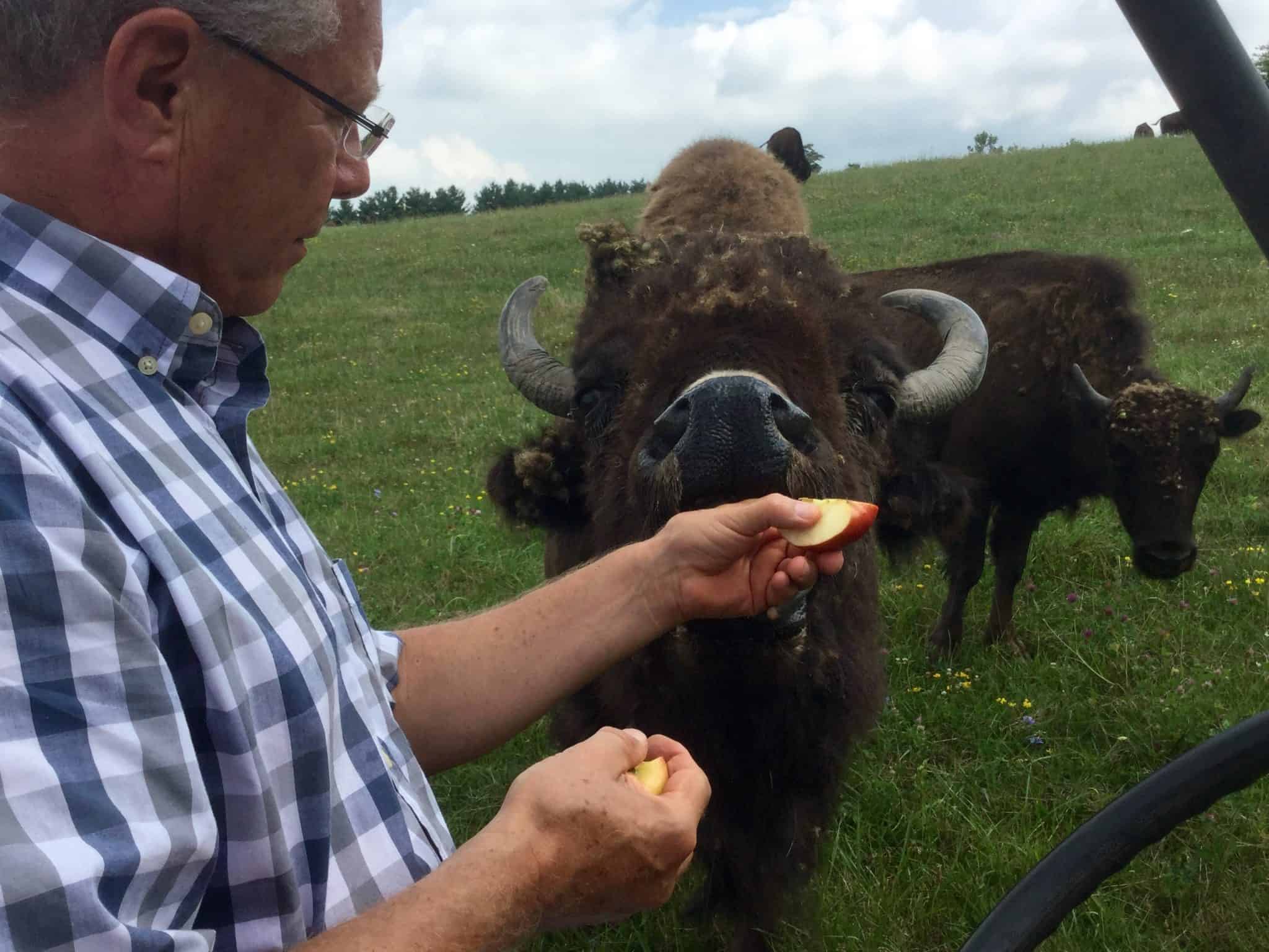 Wild Winds Buffalo Preserve - Travel Indiana