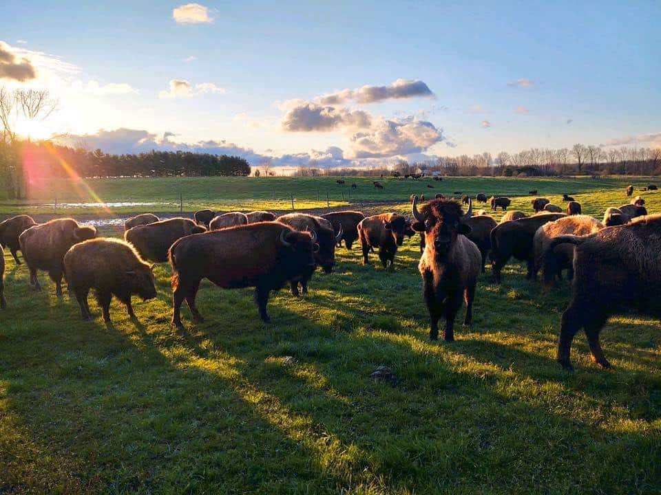 Wild-Winds-Buffalo-Preserve-Fremont-Indiana