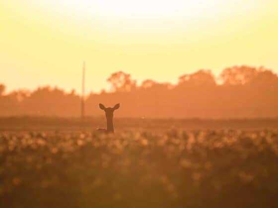 Pulaski-County-Indiana