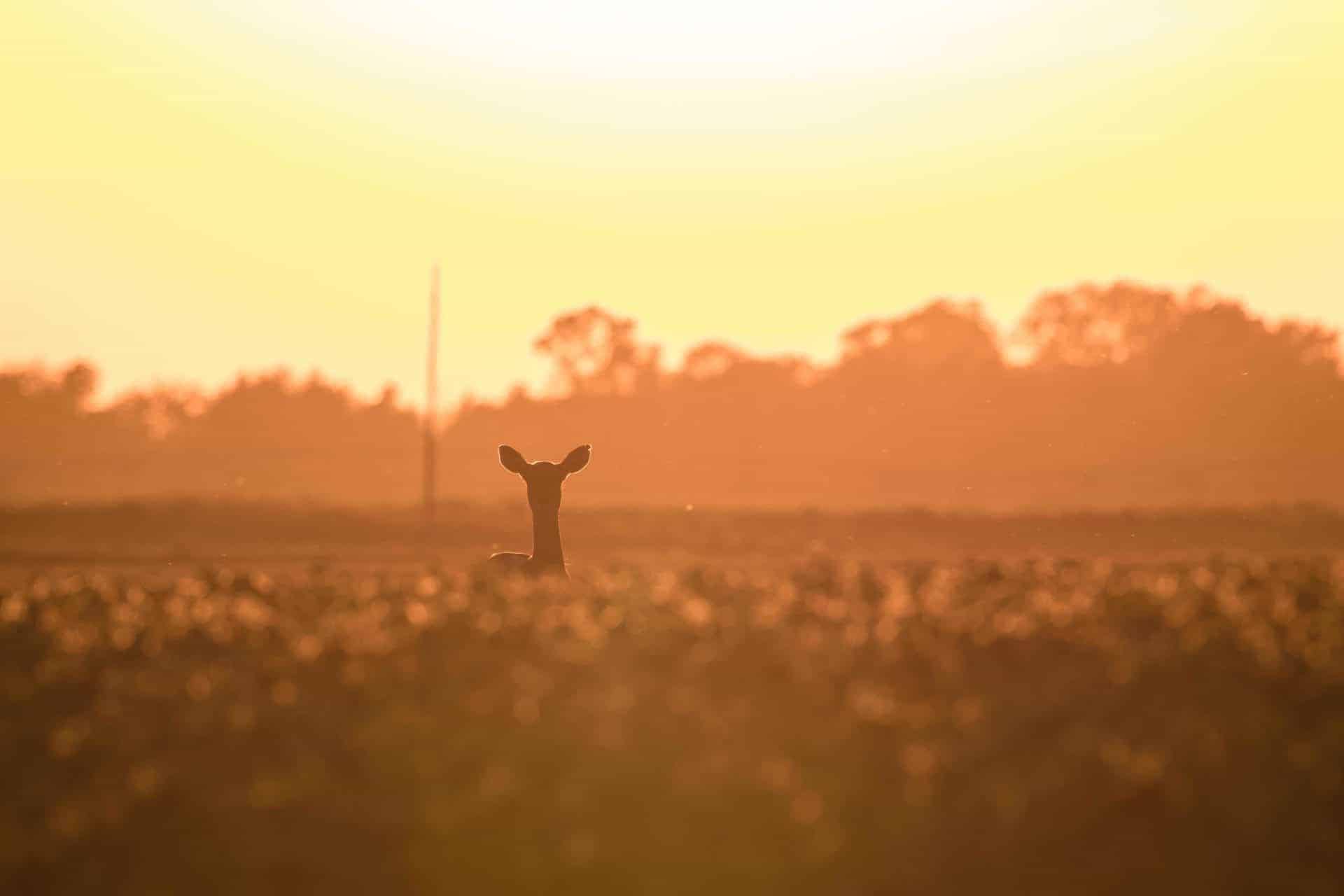 Pulaski-County-Indiana