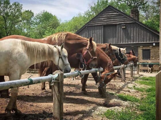 Turkey-Run-Horseback-Riding