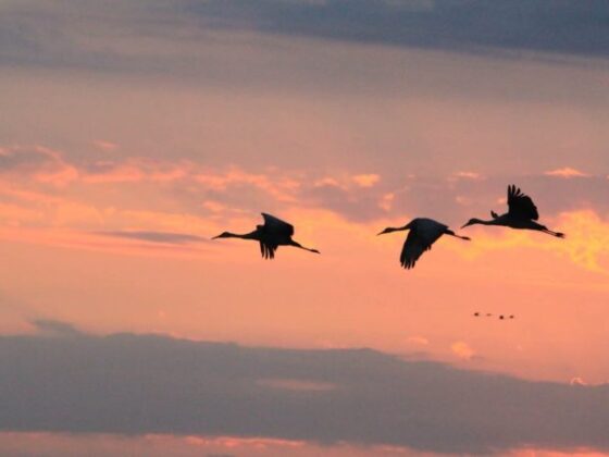 Pulaski-County-sandhill-cranes