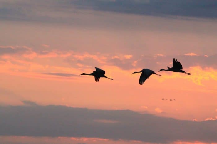 Pulaski-County-sandhill-cranes