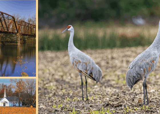 pulaski-county-sandhill-cranes