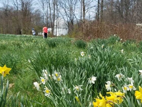 Daffodils-Link-Observatory