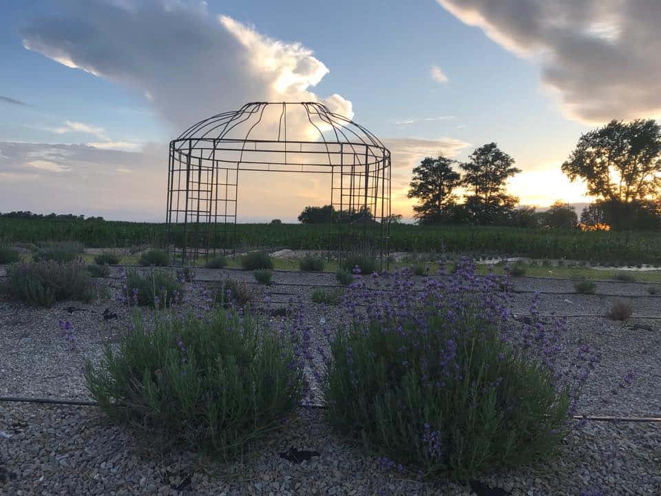 White-Diamond-Lavender-Farms