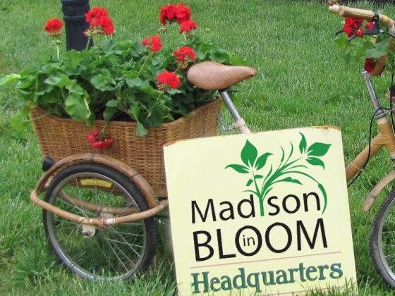 Madison-in-Bloom