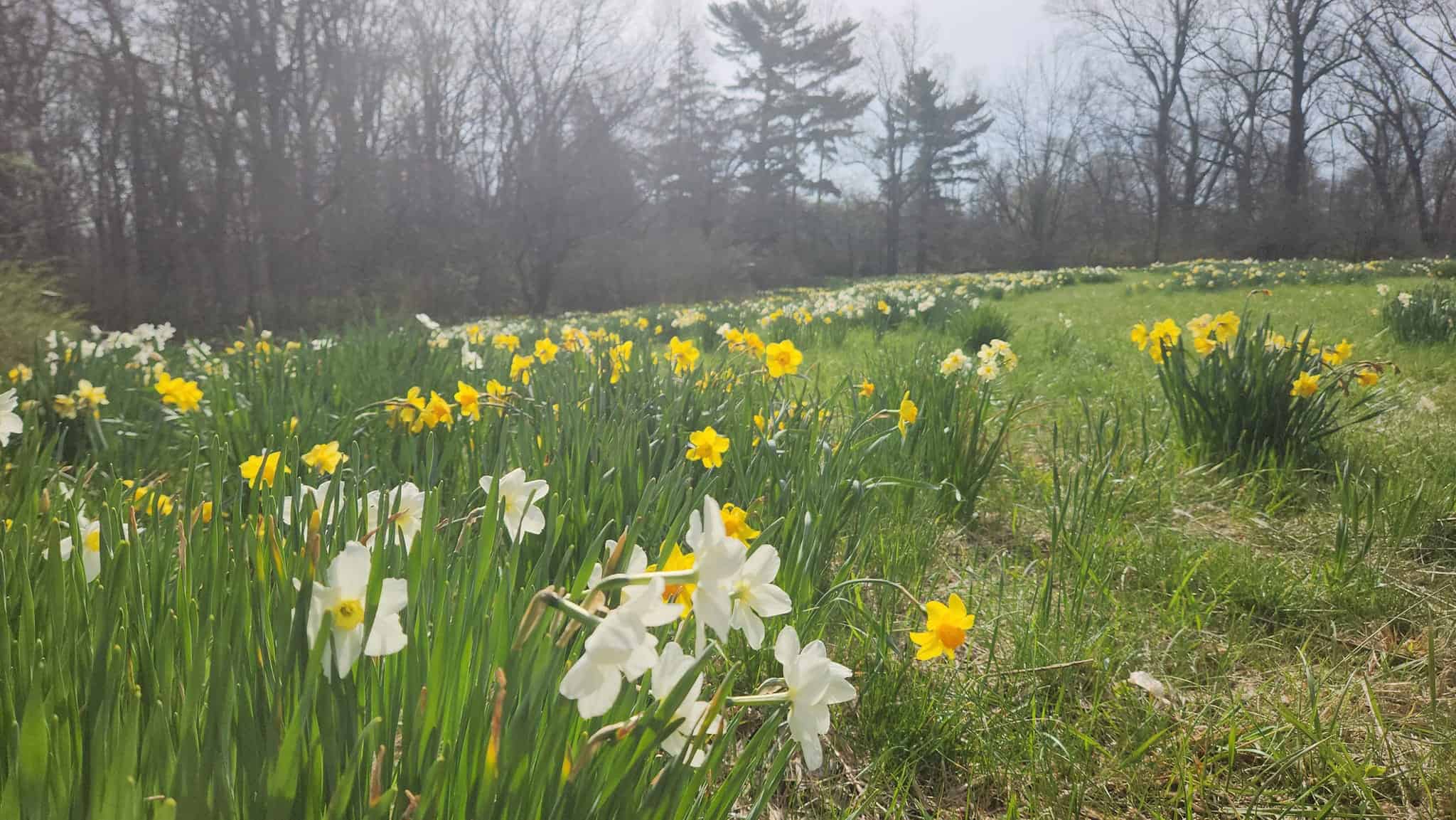 Daffodil Gardens at Link Observatory Travel Indiana