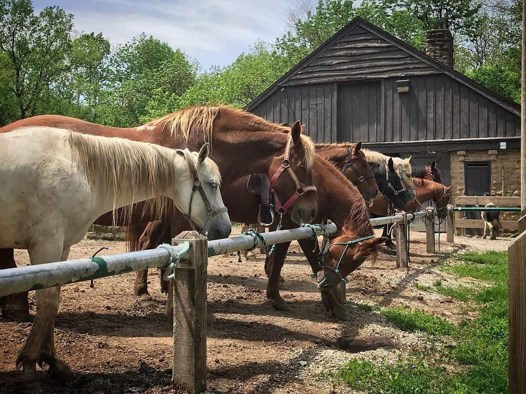 Parke-County-horses