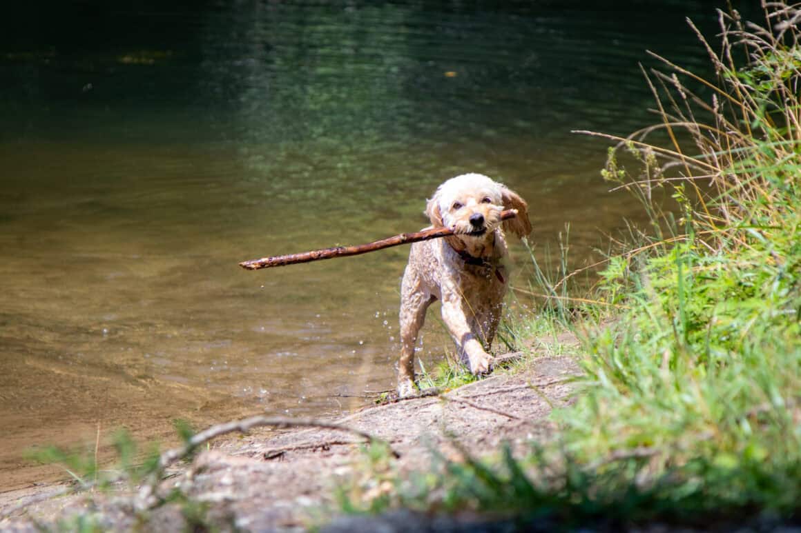 laporte-indiana-lake-dog 