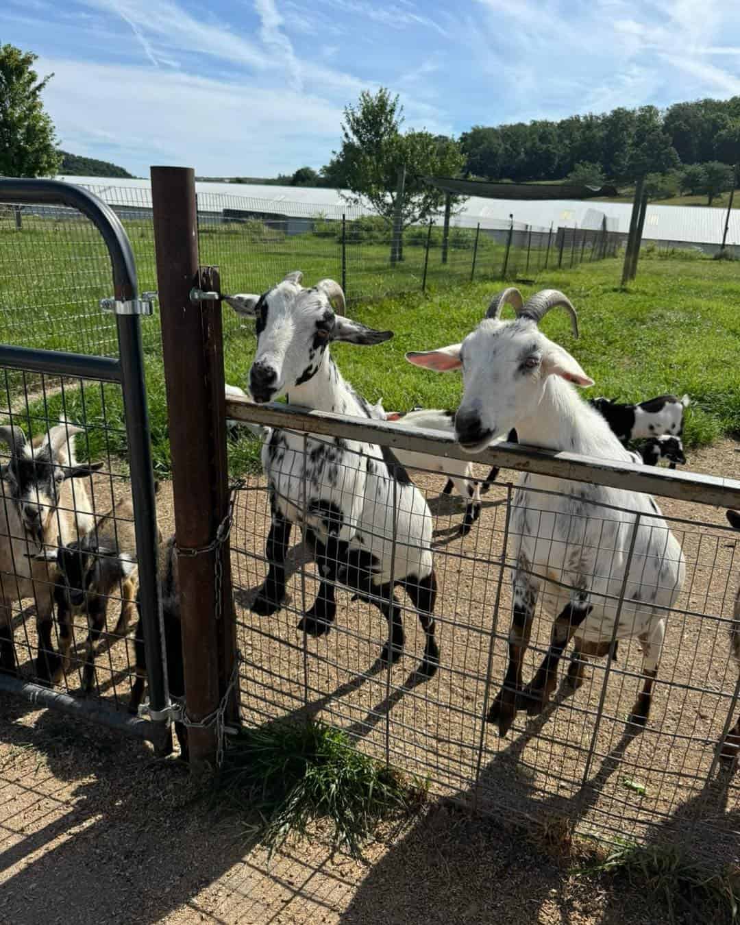 Wilstem-Wildlife-Park-French-Lick