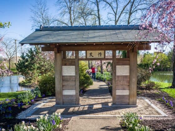 Carmel-Cherry-Blossom-Festival