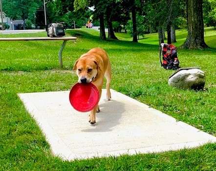 Henry-County-Disc-Golf-Courses