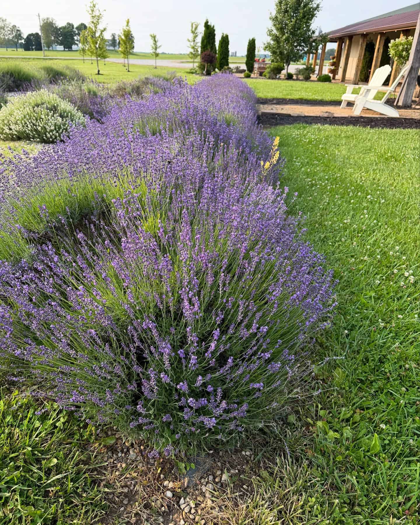 Lavender-Fest-White-Diamond-Lavender-Farms