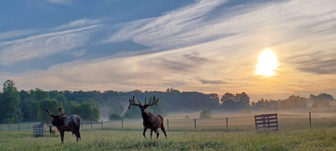 Fannin's-Elk-Ridge-Fulton-County