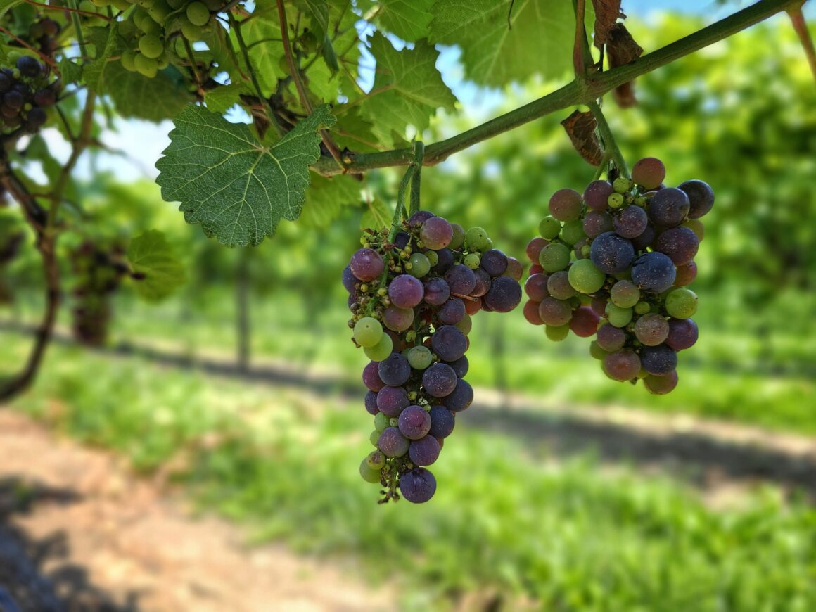 Pilgrimage-Winery-Cambridge-City-Indiana