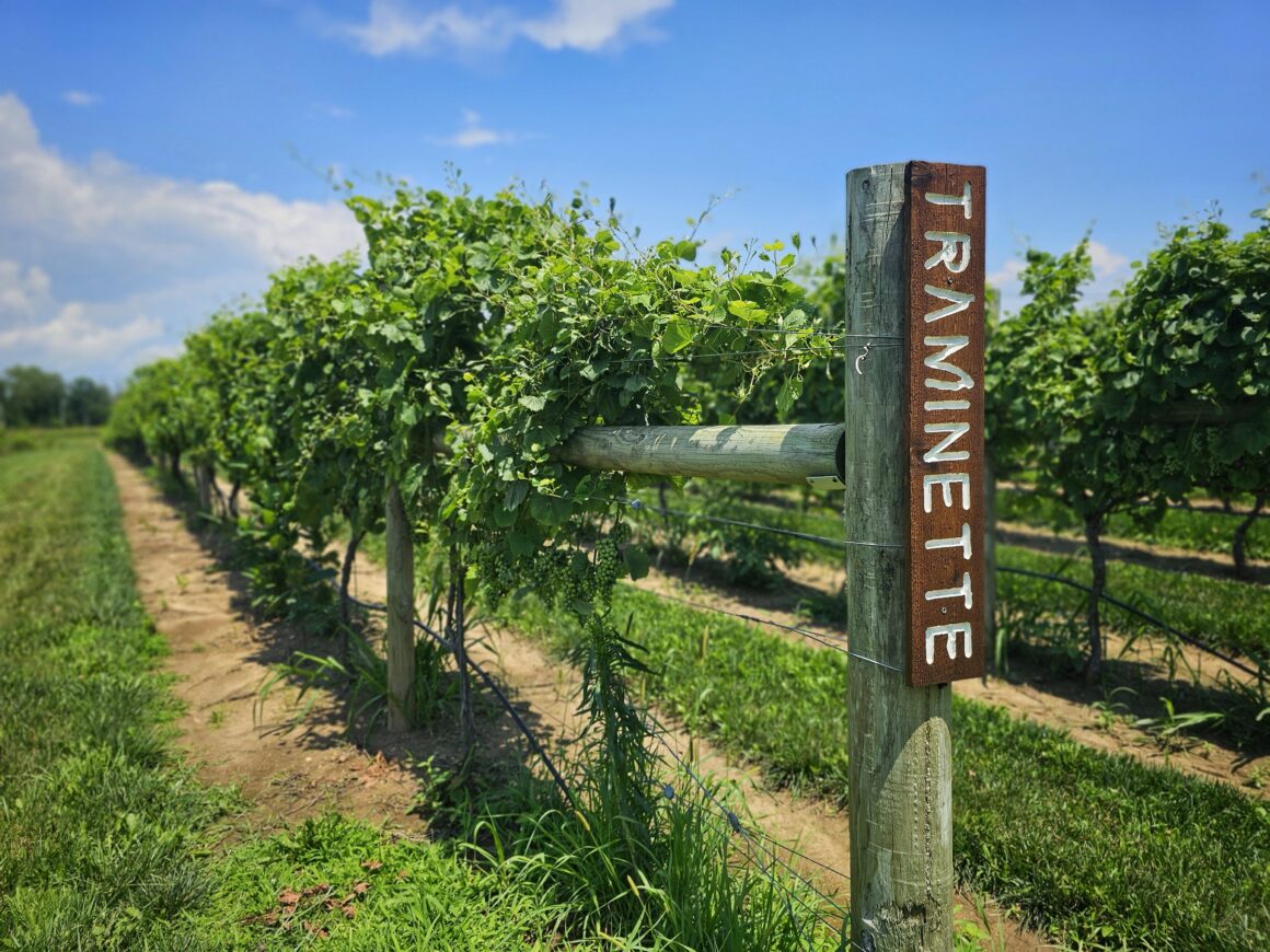 Pilgrimage-Wine-Company-Cambridge-City