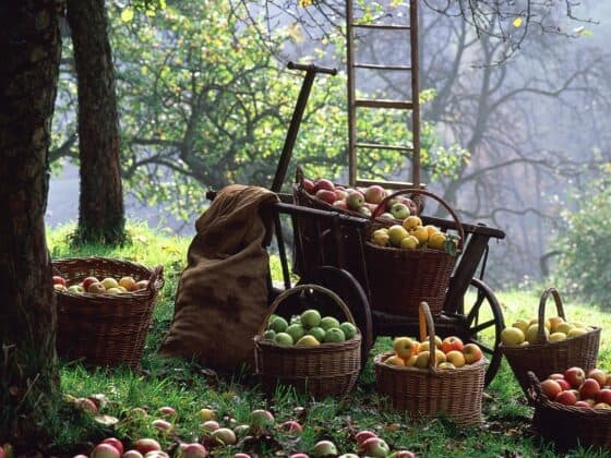 Nappanee-Apple-Festival