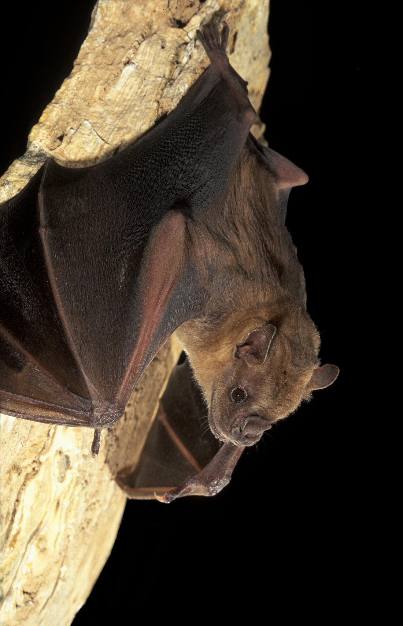 Indiana-Caverns-Bats