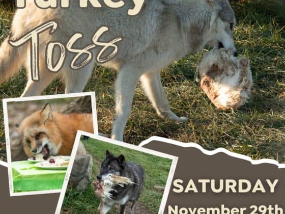 Wolf-Park-Turkey-Toss-Lafayette-Indiana