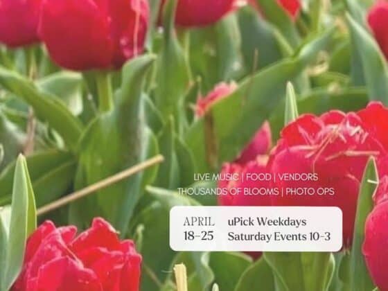 The-Barn-at-Helm-Tulip- Festival