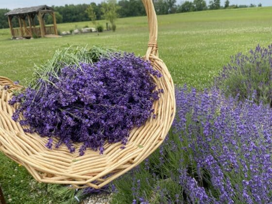 Lavender-Daze