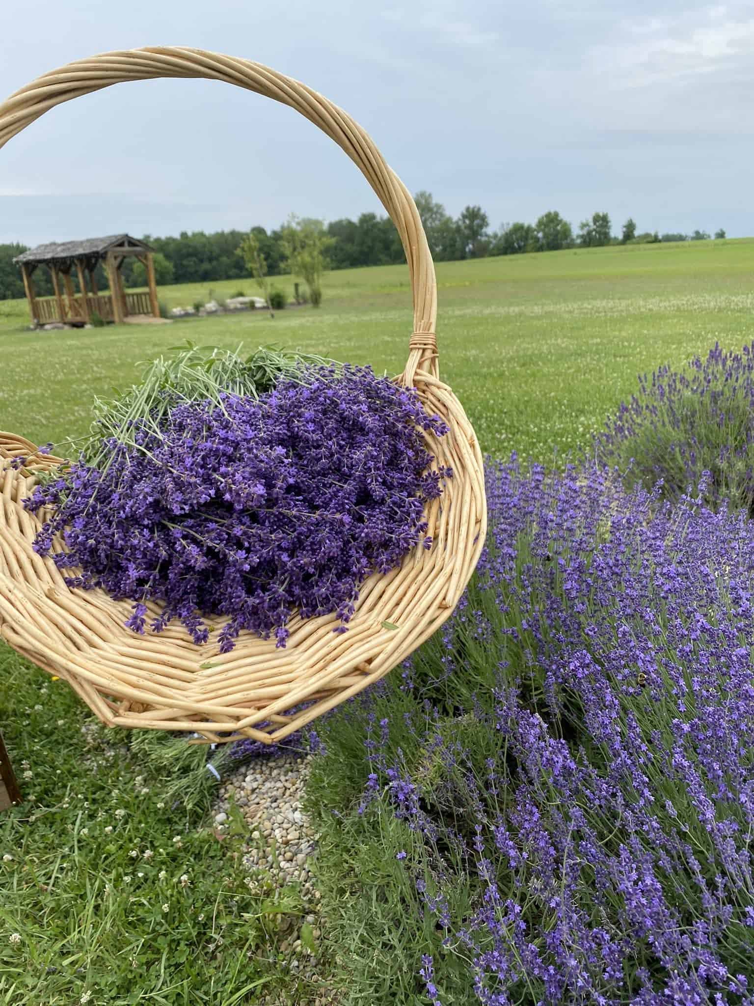 Lavender Daze - Travel Indiana