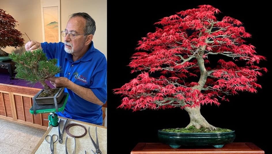 Bonsai-Show-Wellfield-Botanic-Gardens