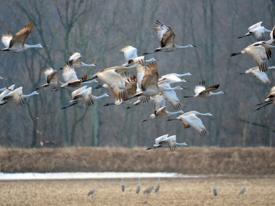 Pulaski-County-Indiana